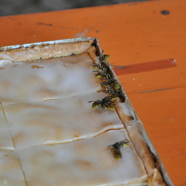 Mehrere Wespen krabbeln &uuml;ber einen zerschnittenen, glasierten Kuchen auf einem orangefarbenen Tisch.