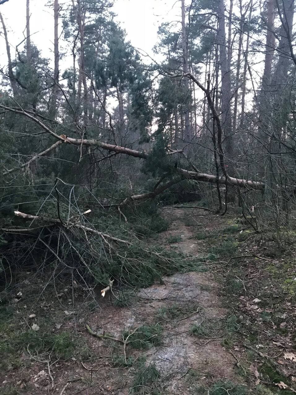 Umgestürzte Bäume und Äste blockieren einen Waldbodenweg, umgeben von hohen Baumstämmen und dünnem Unterholz.