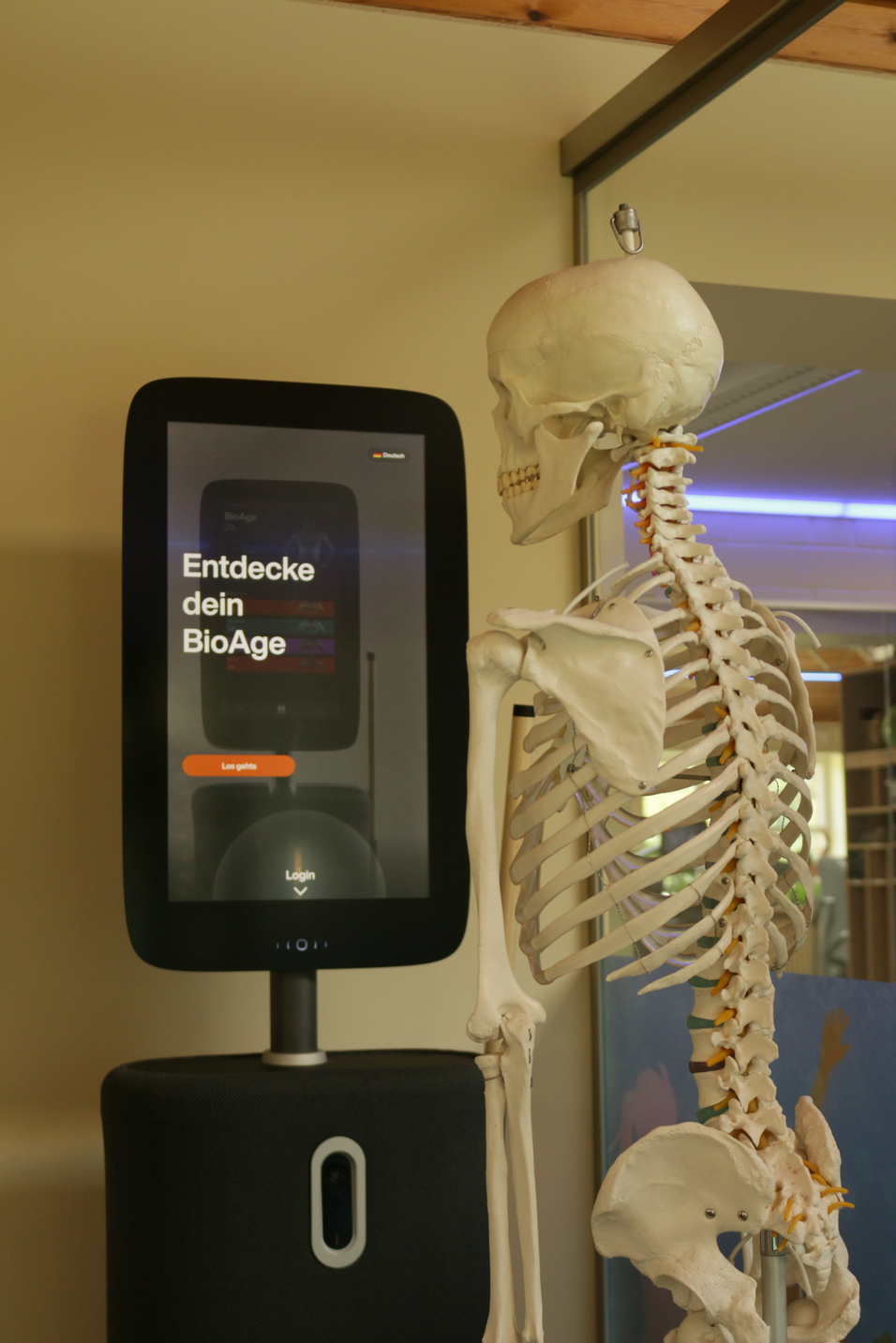 Skelettmodell steht neben einem digitalen Bildschirm mit der Aufschrift „Entdecke dein BioAge“ in einem modernen Raum.